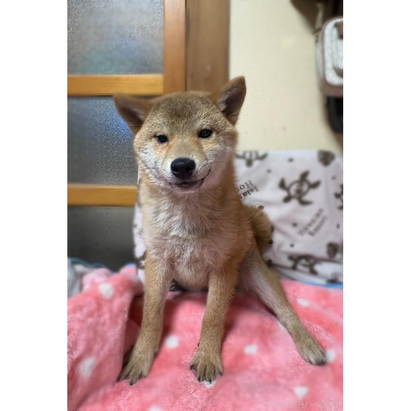 販売中の香川県の柴犬-433726の6枚目