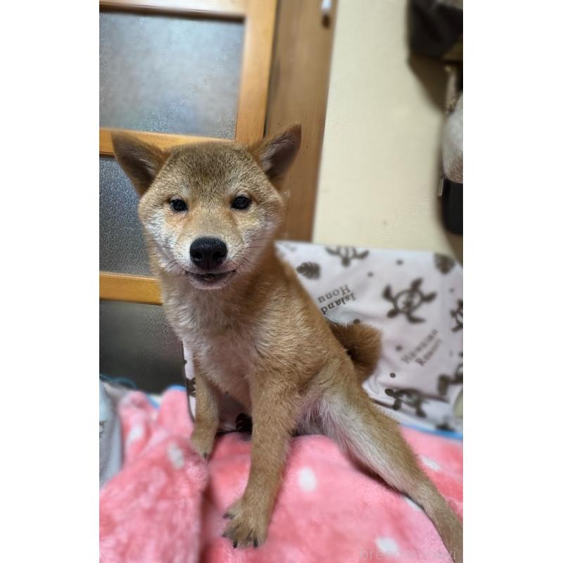 販売中の香川県の柴犬-433726の5枚目