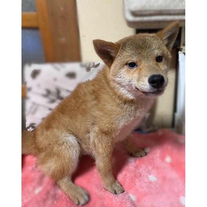 販売中の香川県の柴犬-433726の4枚目