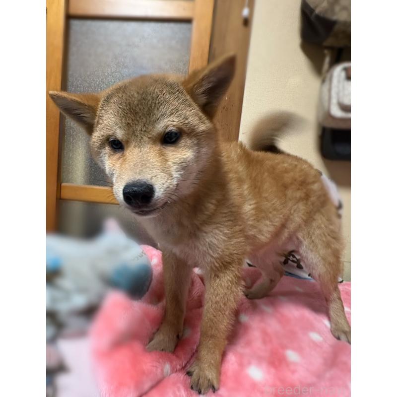 販売中の香川県の柴犬-433726の3枚目