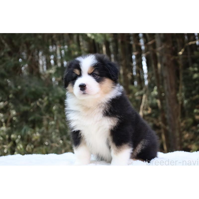 販売中の栃木県のオーストラリアンシェパード-442441の7枚目