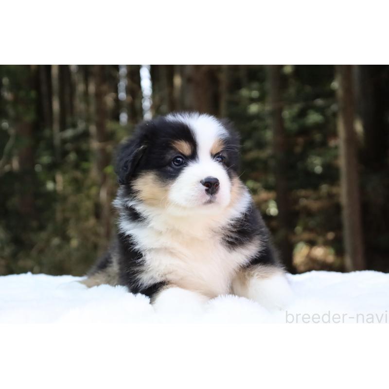 販売中の栃木県のオーストラリアンシェパード-442441の4枚目