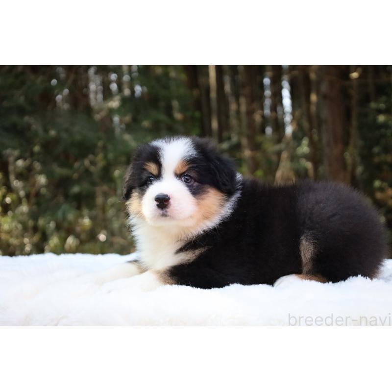 販売中の栃木県のオーストラリアンシェパード-442441の3枚目