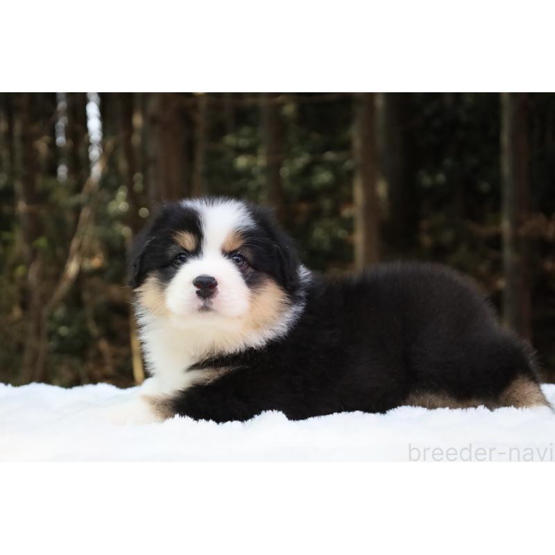 販売中の栃木県のオーストラリアンシェパード-442441の2枚目