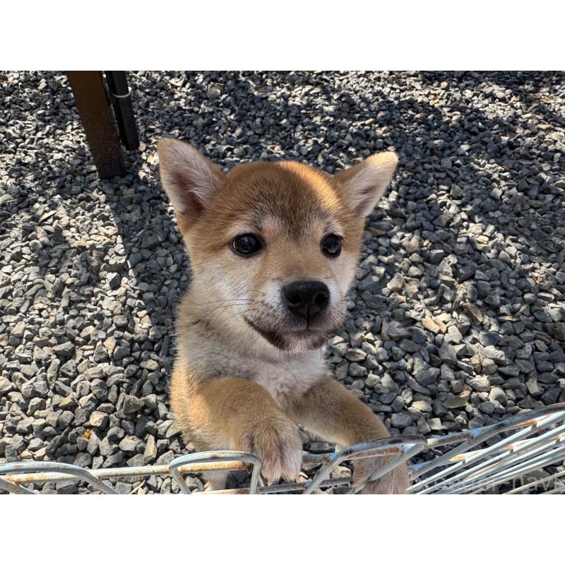 販売中の岡山県の柴犬-431367の5枚目