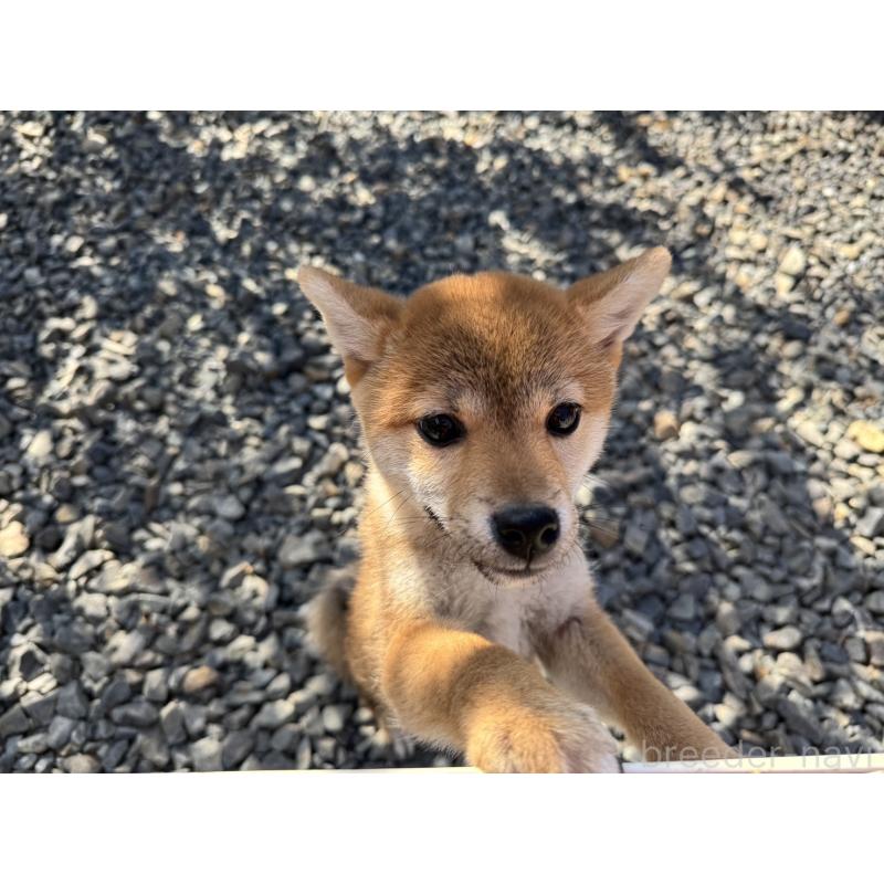 販売中の岡山県の柴犬-431367の4枚目