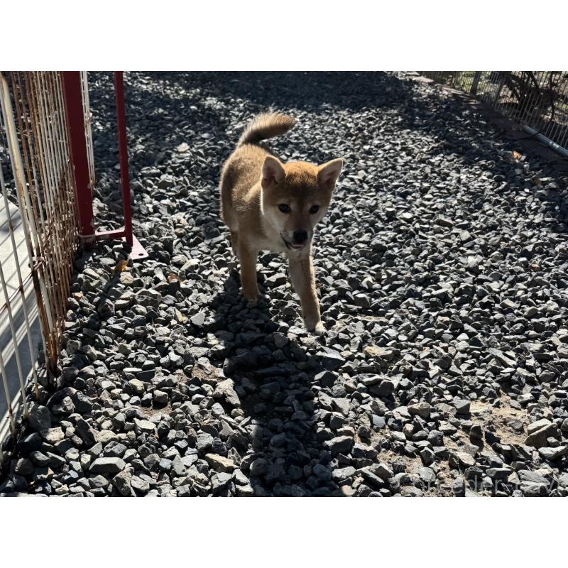 販売中の岡山県の柴犬-431367の3枚目