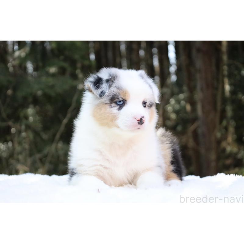 販売中の栃木県のオーストラリアンシェパード-442444の15枚目