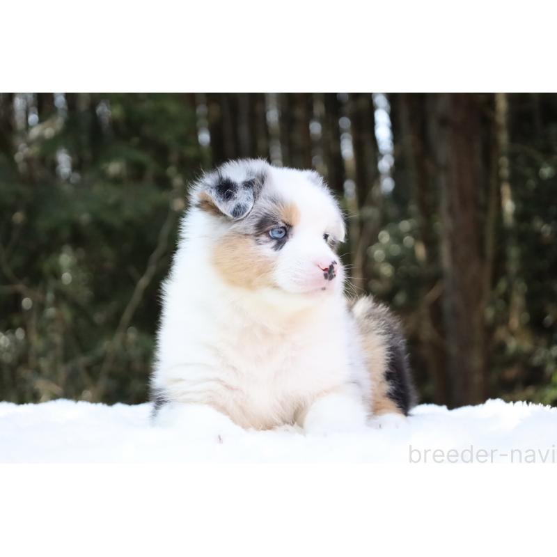 販売中の栃木県のオーストラリアンシェパード-442444の14枚目