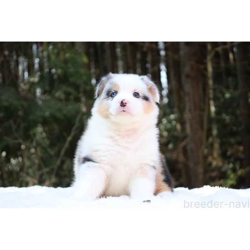 販売中の栃木県のオーストラリアンシェパード-442444の12枚目