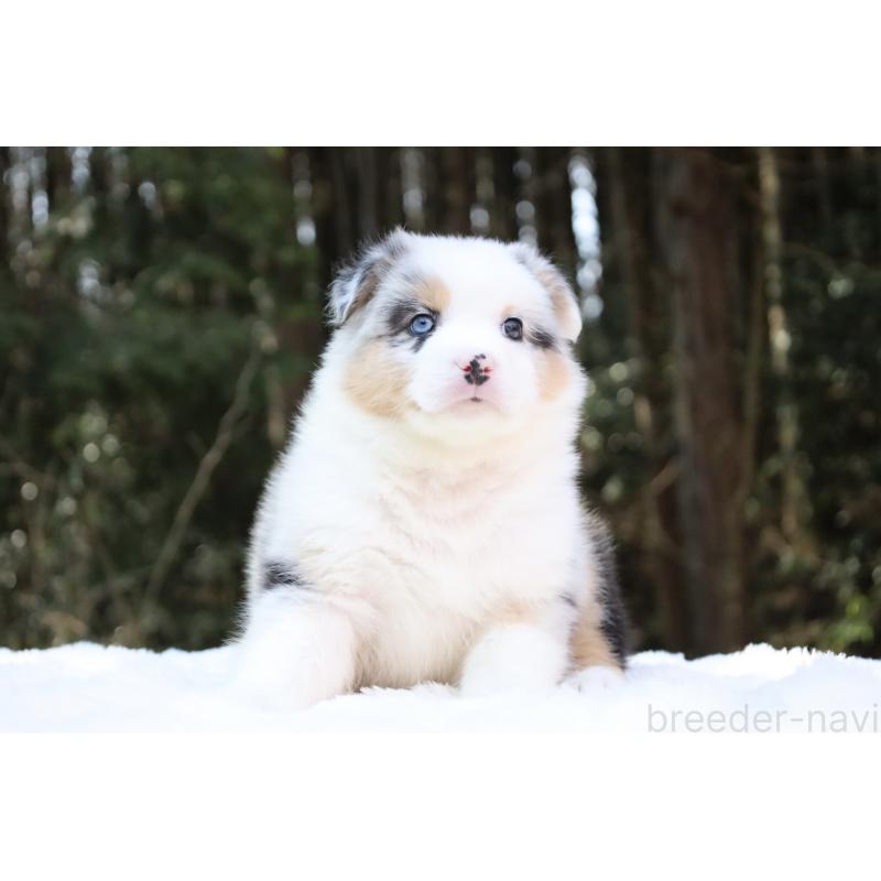 販売中の栃木県のオーストラリアンシェパード-442444の10枚目