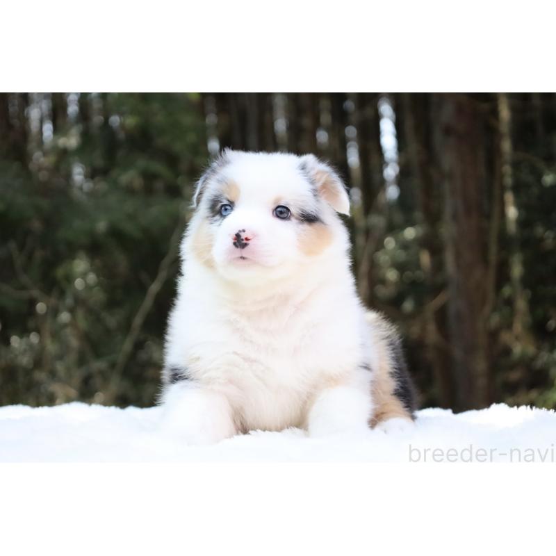 販売中の栃木県のオーストラリアンシェパード-442444の9枚目