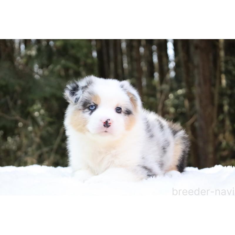 販売中の栃木県のオーストラリアンシェパード-442444の7枚目