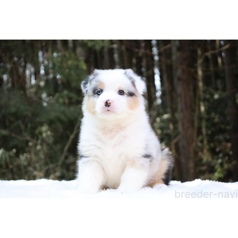 販売中の栃木県のオーストラリアンシェパード-442444の4枚目