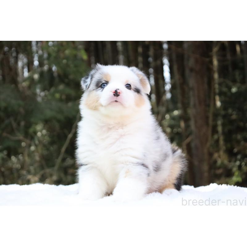 販売中の栃木県のオーストラリアンシェパード-442444の3枚目