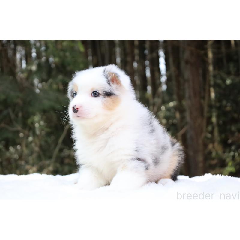 販売中の栃木県のオーストラリアンシェパード-442444の2枚目