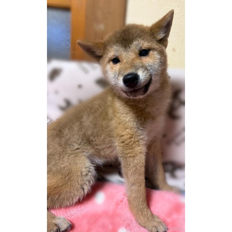 販売中の香川県の柴犬-433736の6枚目