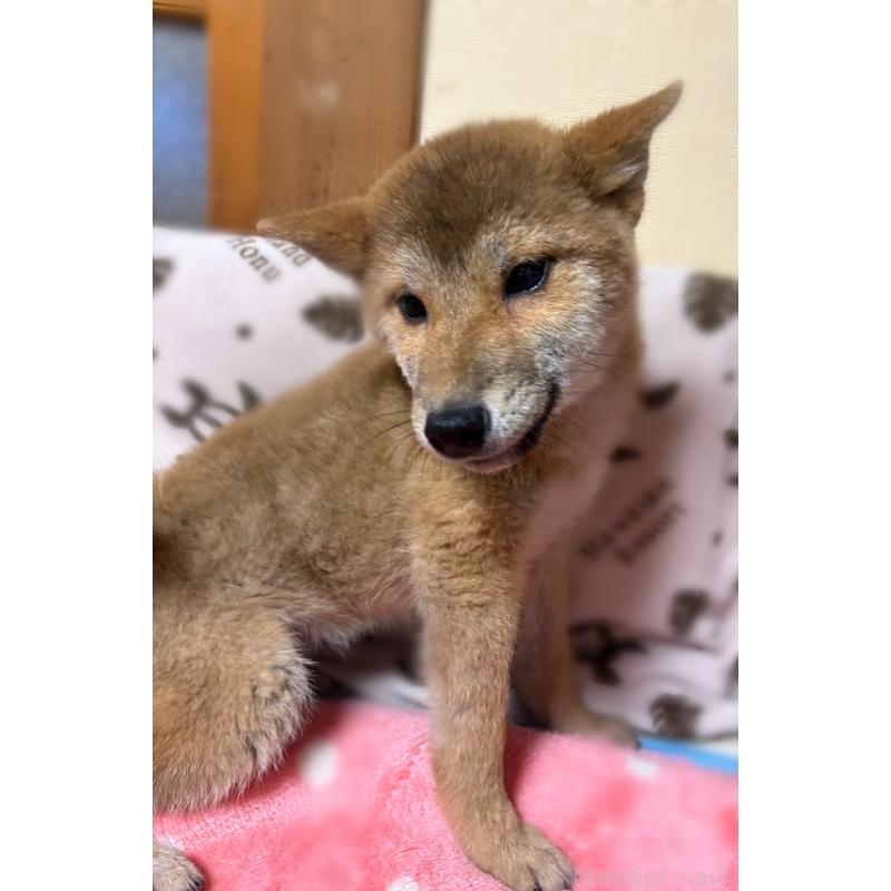 販売中の香川県の柴犬-433736の5枚目