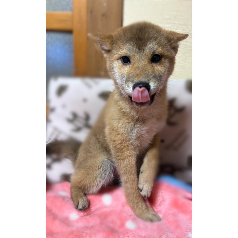 販売中の香川県の柴犬-433736の4枚目