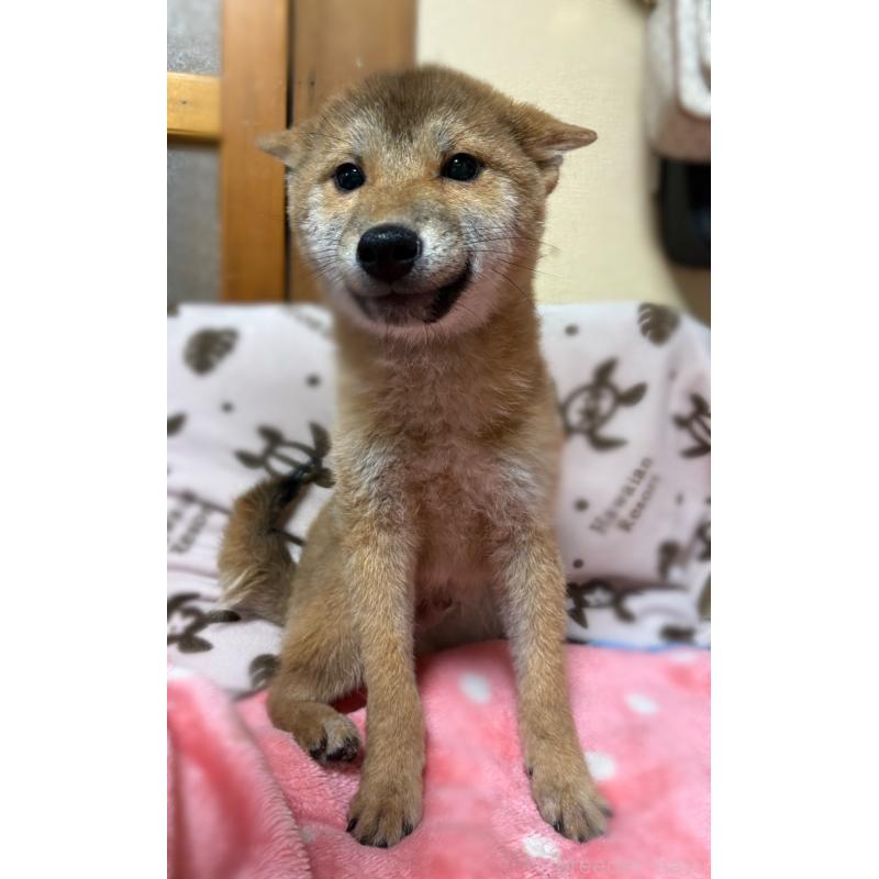 販売中の香川県の柴犬-433736の3枚目