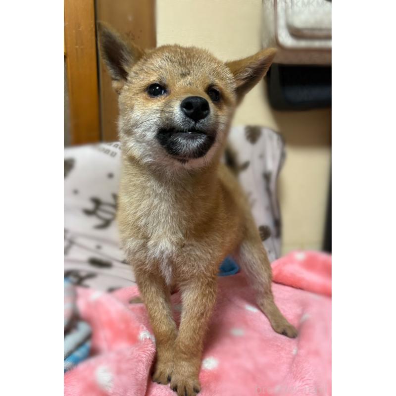 販売中の香川県の柴犬-433723の6枚目