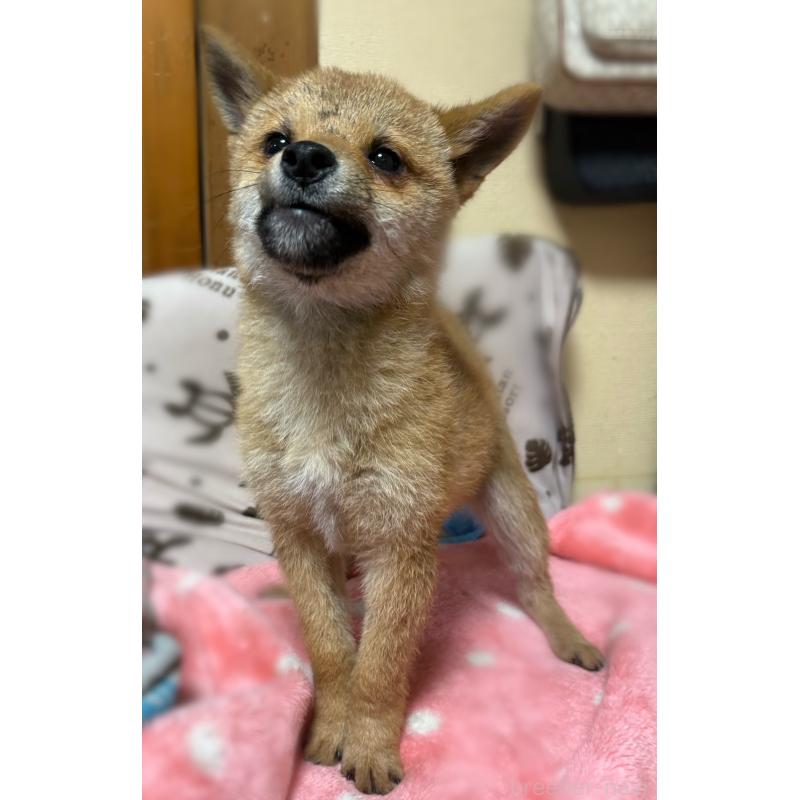 販売中の香川県の柴犬-433723の5枚目