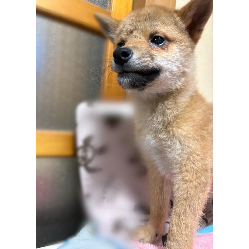 販売中の香川県の柴犬-433723の4枚目