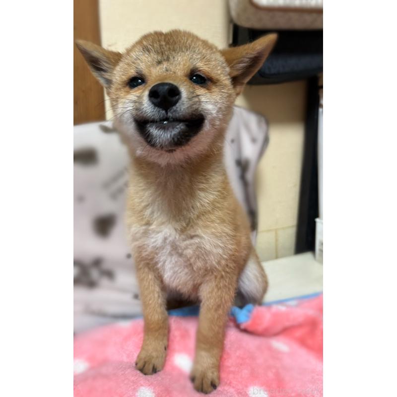 販売中の香川県の柴犬-433723の3枚目