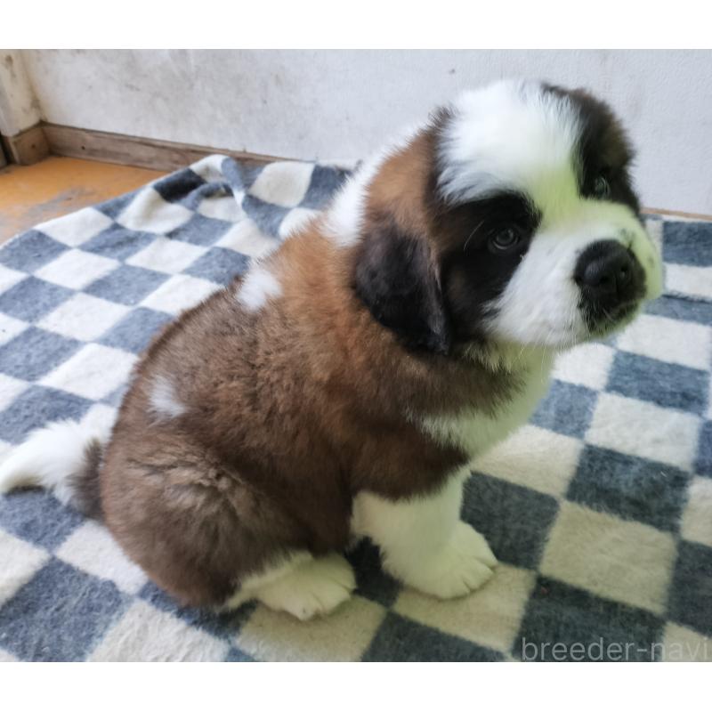 販売中の岐阜県のセントバーナード-442160の3枚目