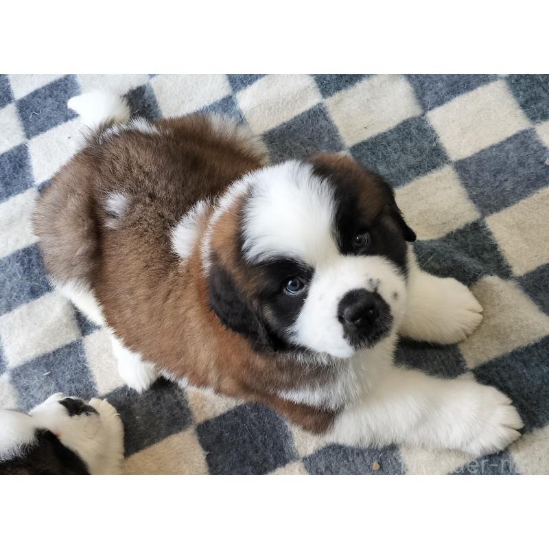 販売中の岐阜県のセントバーナード-442160の2枚目