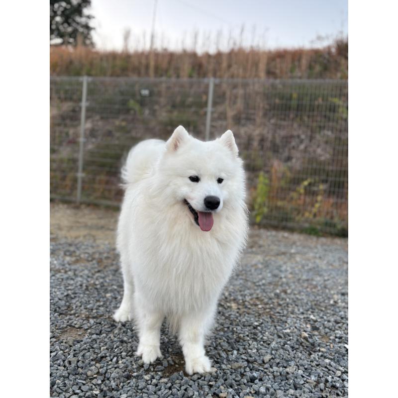 時松宏樹ブリーダーの詳細