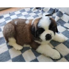 ♀︎セントバーナード