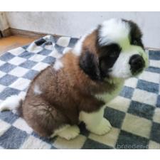 ♀︎セントバーナード