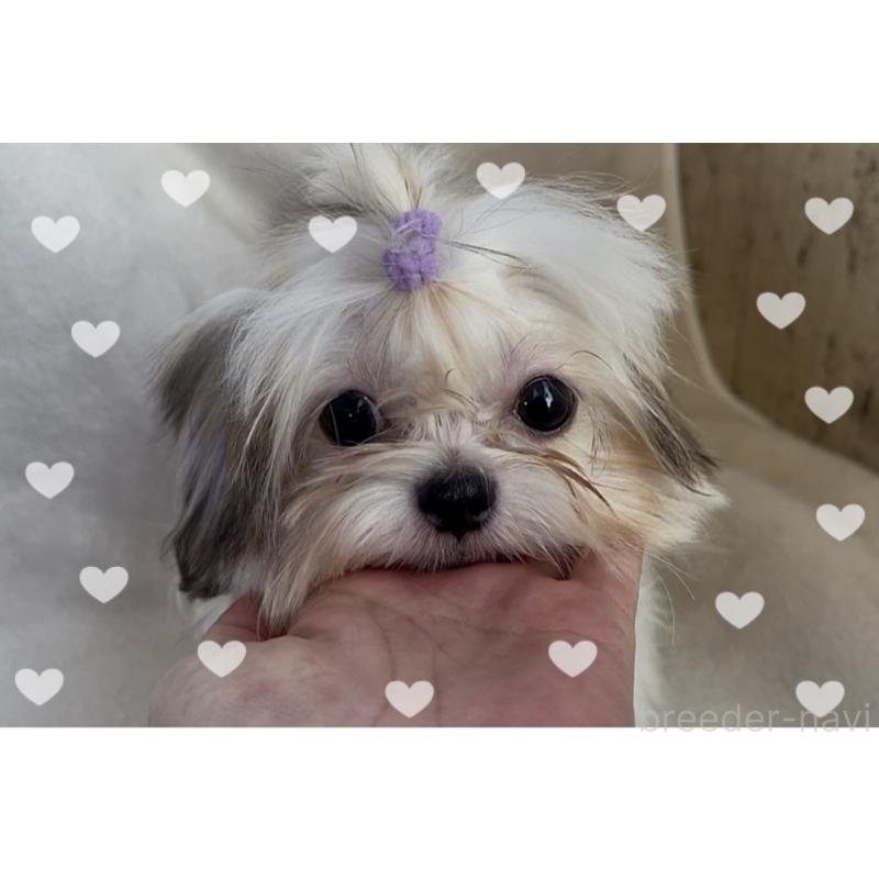 販売中の東京都のチワズー:チワワ×シーズー-423655