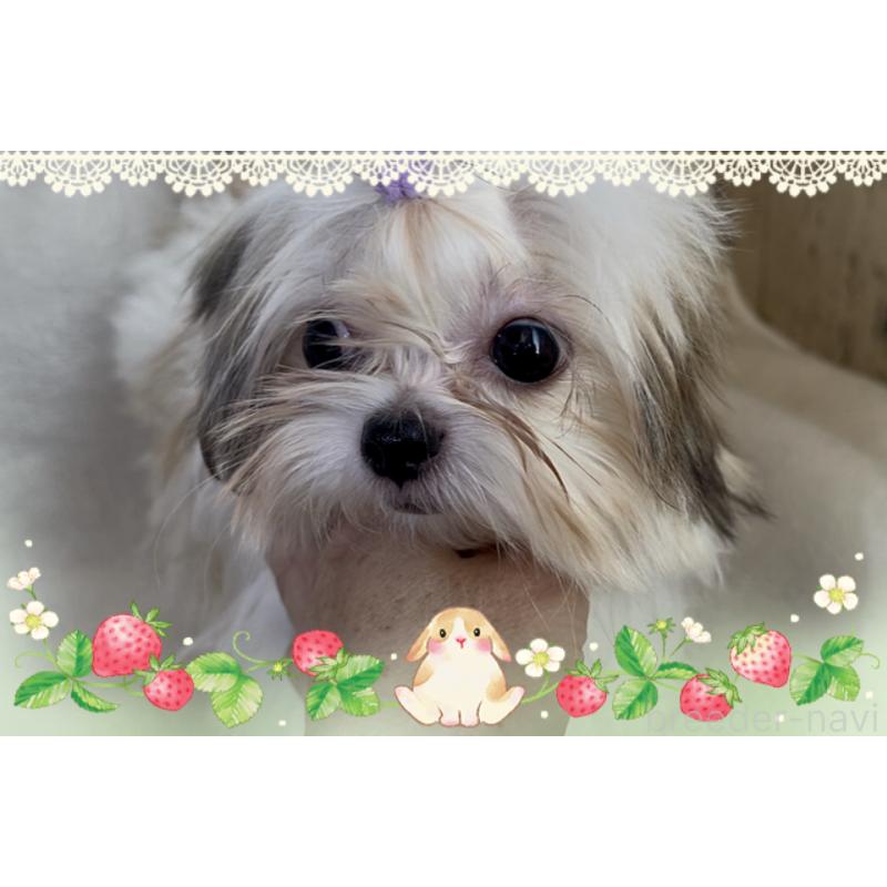 販売中の東京都のチワズー:チワワ×シーズー-423655の7枚目