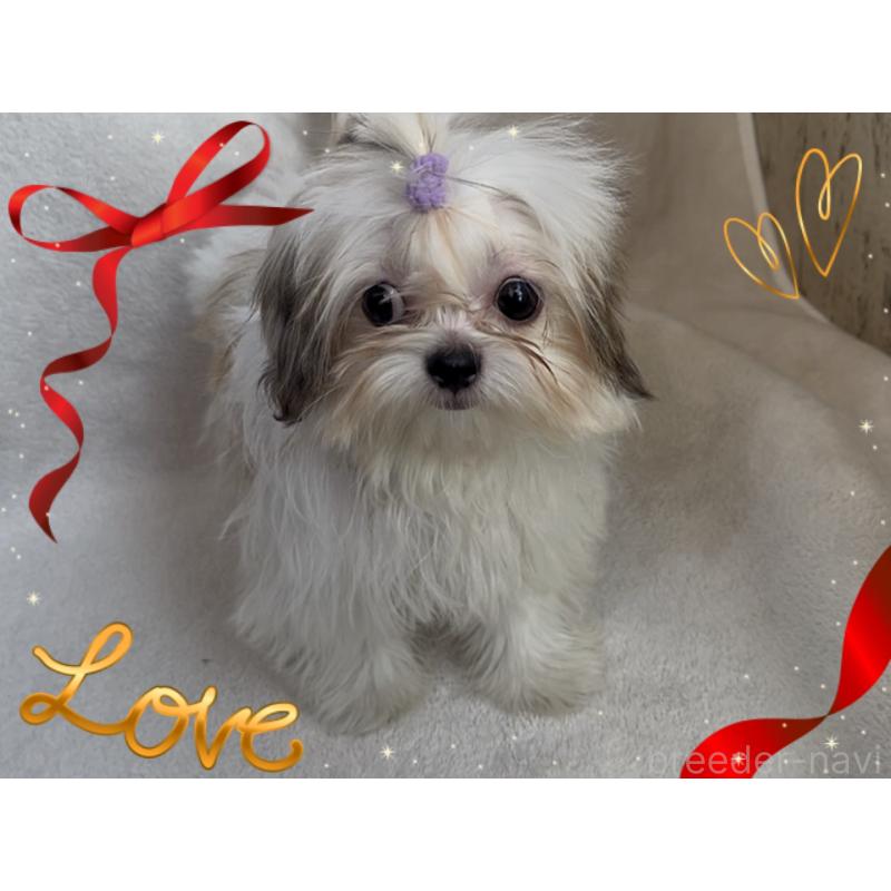 販売中の東京都のチワズー:チワワ×シーズー-423655の6枚目