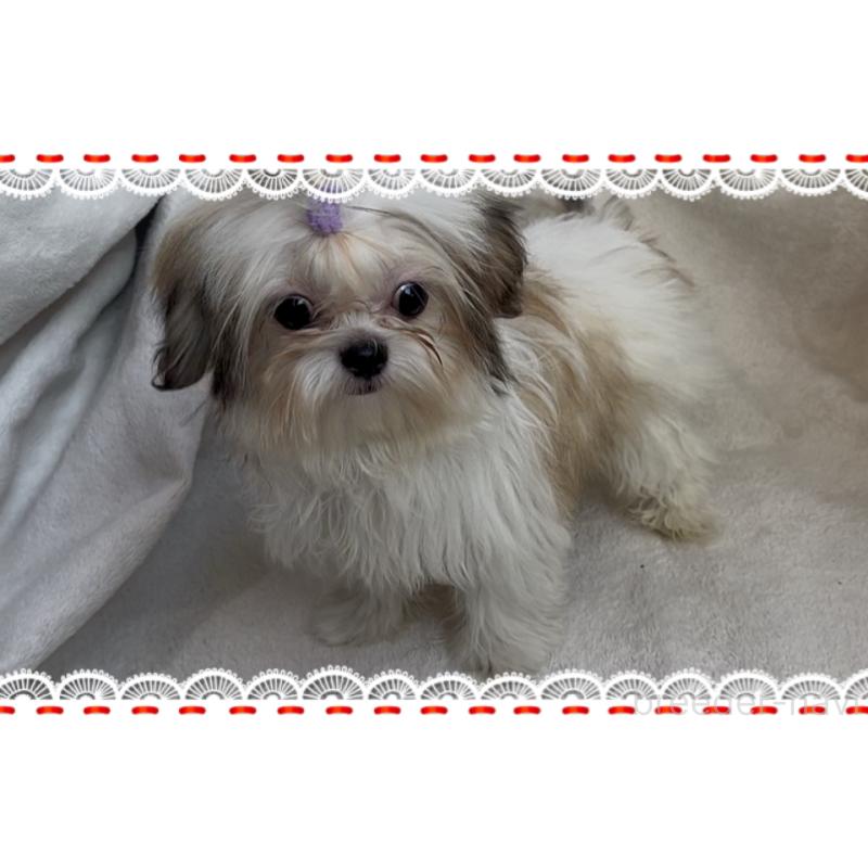 販売中の東京都のチワズー:チワワ×シーズー-423655の5枚目