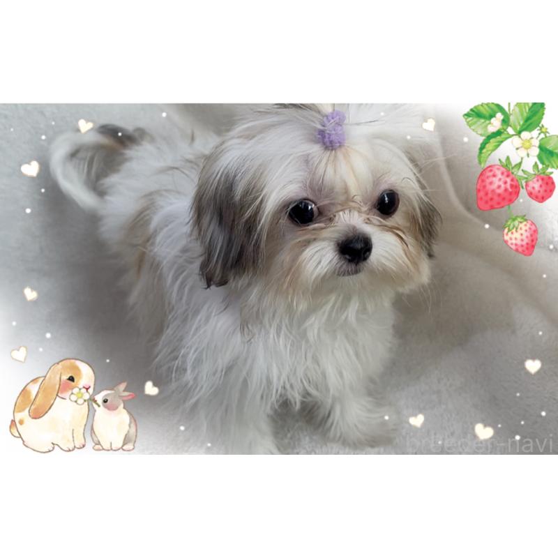 販売中の東京都のチワズー:チワワ×シーズー-423655の3枚目