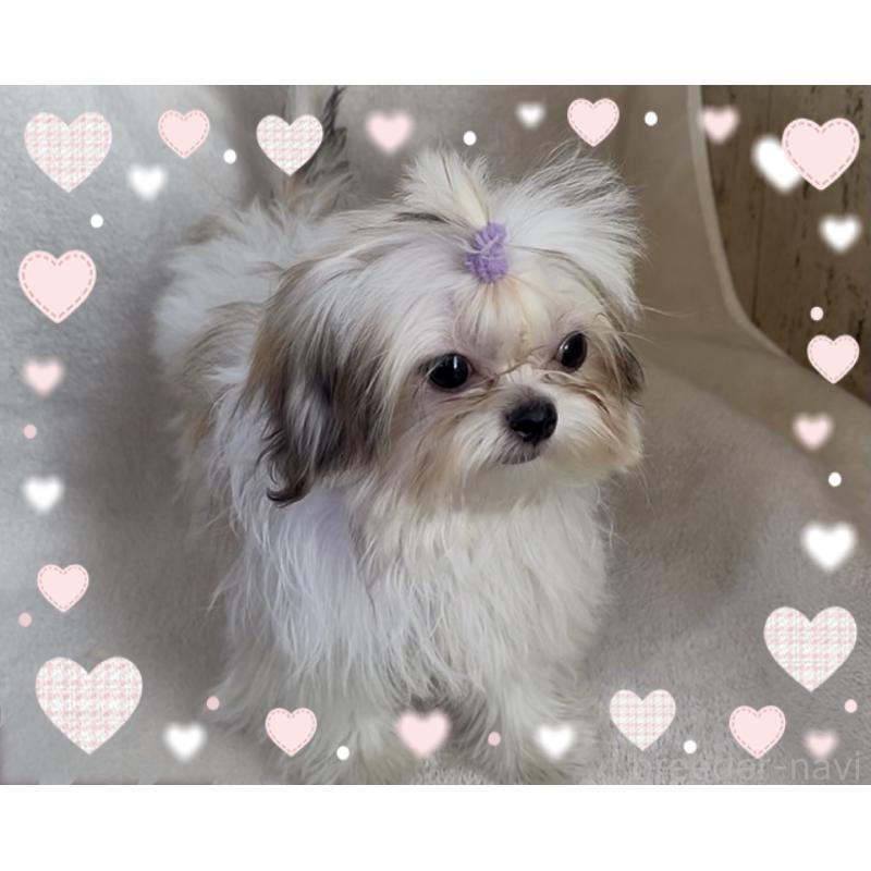 販売中の東京都のチワズー:チワワ×シーズー-423655の2枚目