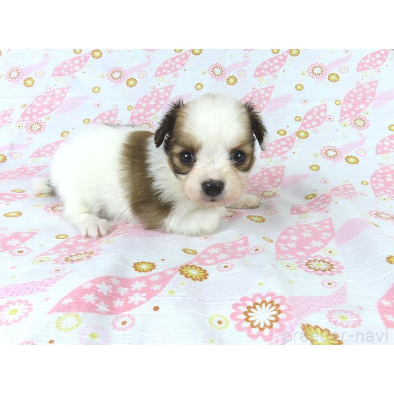 販売中の千葉県のパピヨン-444649の19枚目