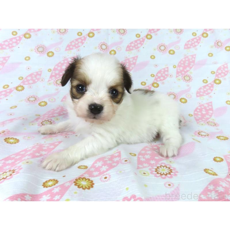 販売中の千葉県のパピヨン-444649の18枚目