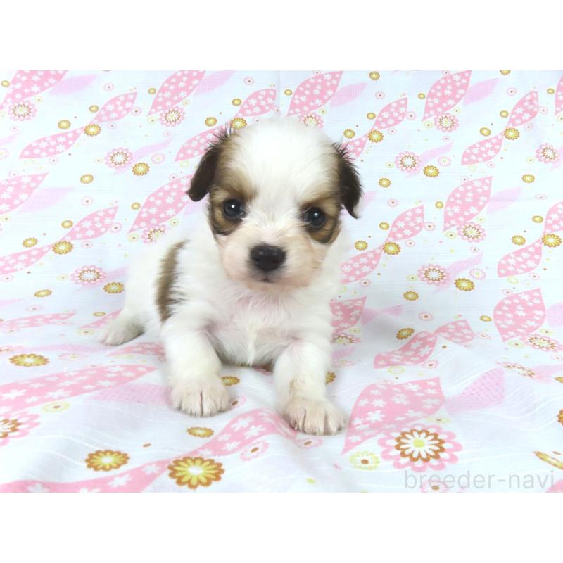 販売中の千葉県のパピヨン-444649の17枚目