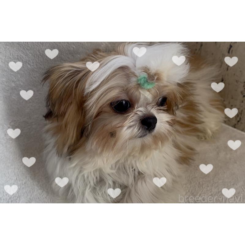 成犬のチワズー:チワワ×シーズーを探す（3ページ目）｜ブリーダーナビ