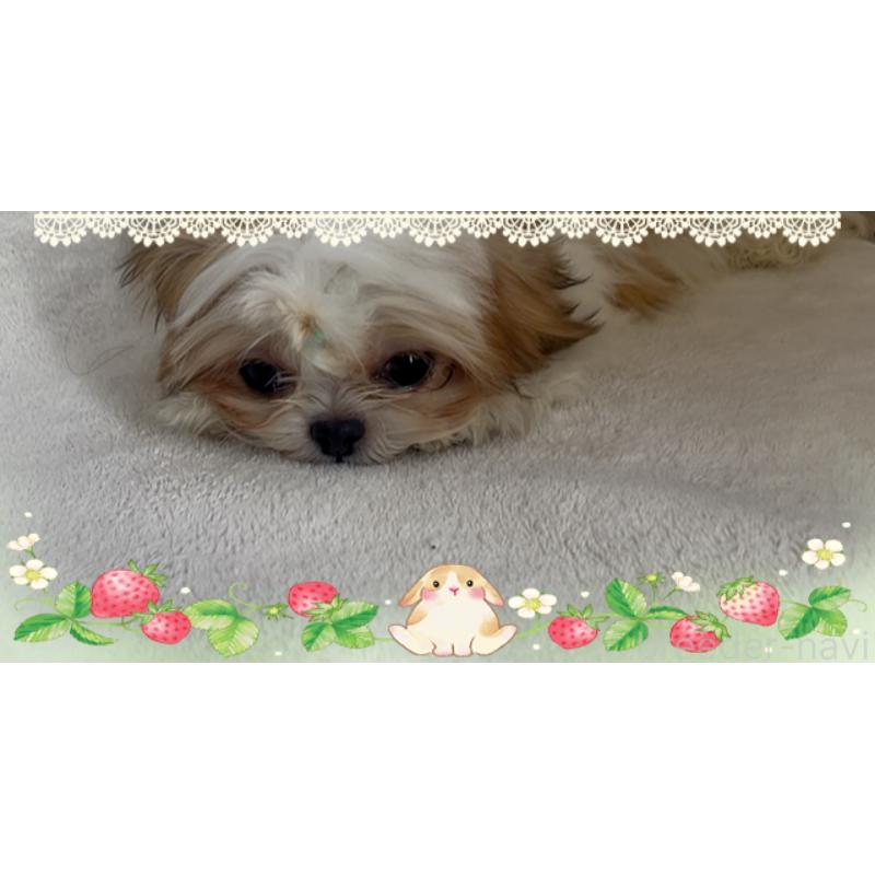 販売中の東京都のチワズー:チワワ×シーズー-425142の9枚目