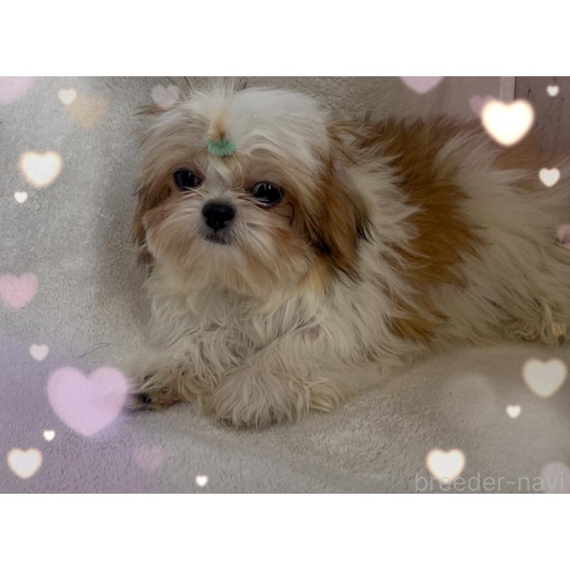 販売中の東京都のチワズー:チワワ×シーズー-425142の8枚目