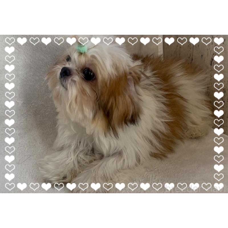 販売中の東京都のチワズー:チワワ×シーズー-425142の7枚目