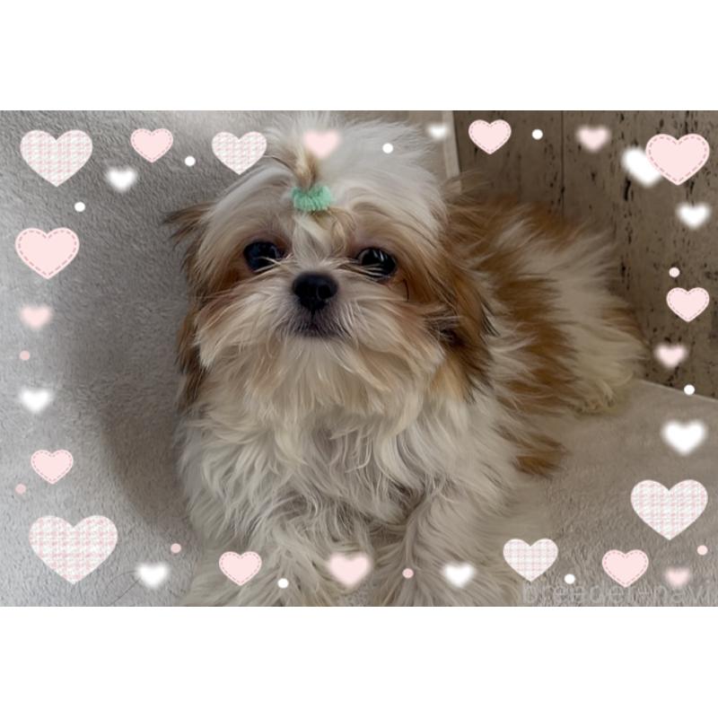 販売中の東京都のチワズー:チワワ×シーズー-425142の5枚目