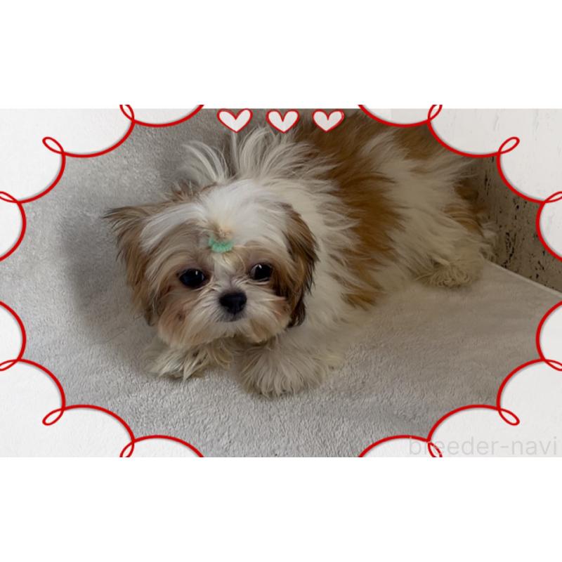 販売中の東京都のチワズー:チワワ×シーズー-425142の4枚目