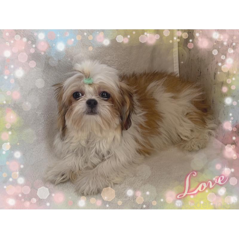 販売中の東京都のチワズー:チワワ×シーズー-425142の3枚目