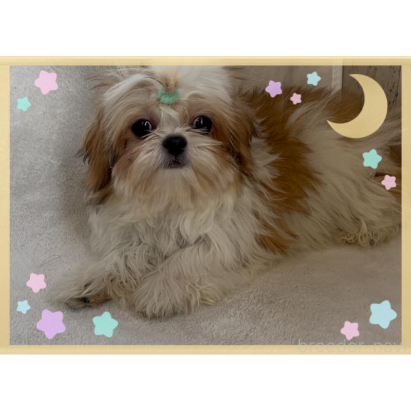 販売中の東京都のチワズー:チワワ×シーズー-425142の2枚目